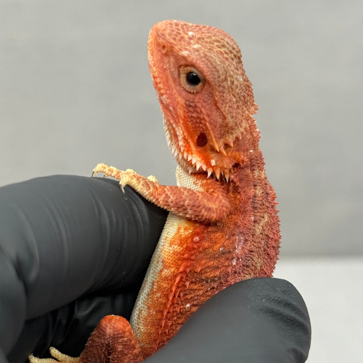 Red Trans Bearded Dragon 645