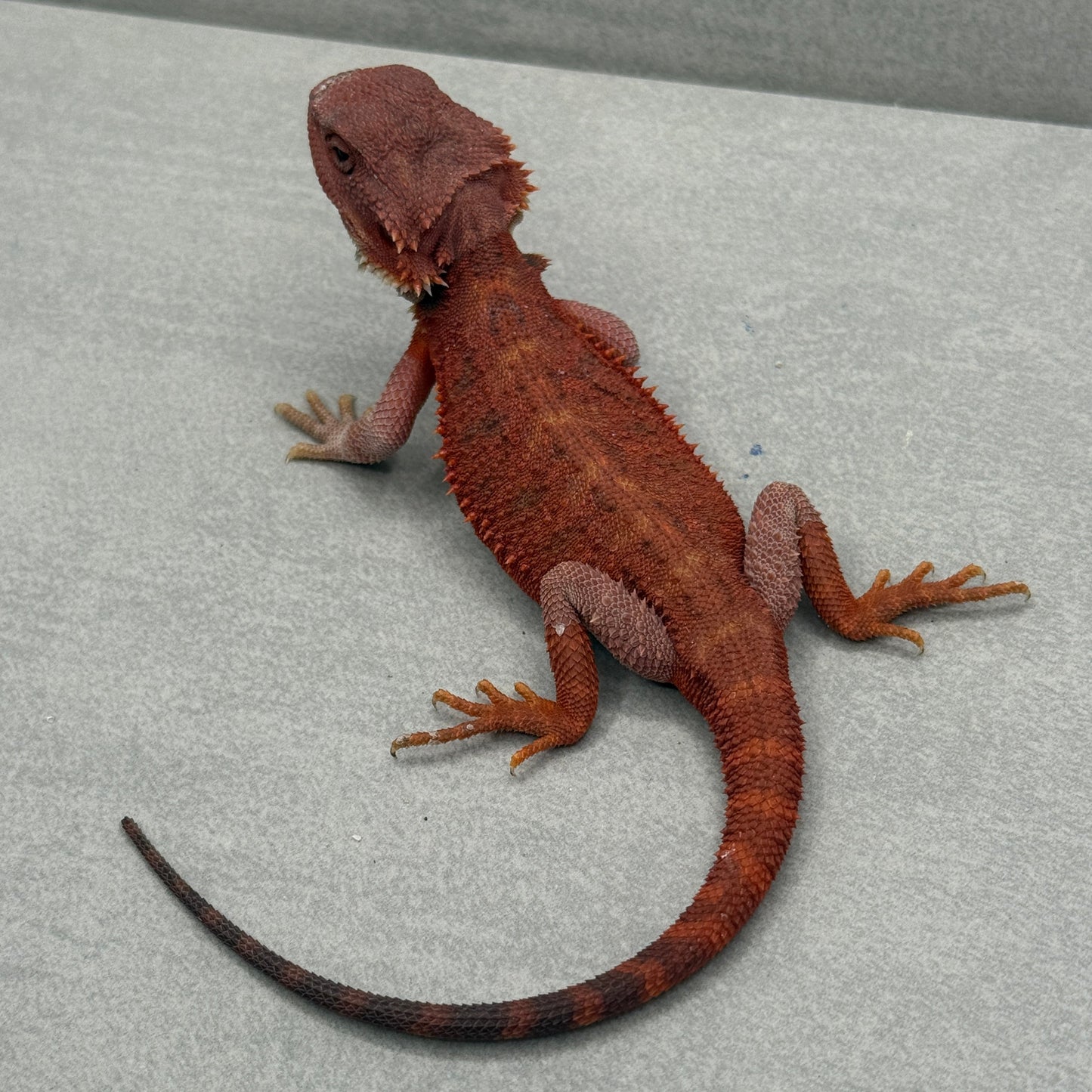 Hypo Trans Bearded Dragon 646