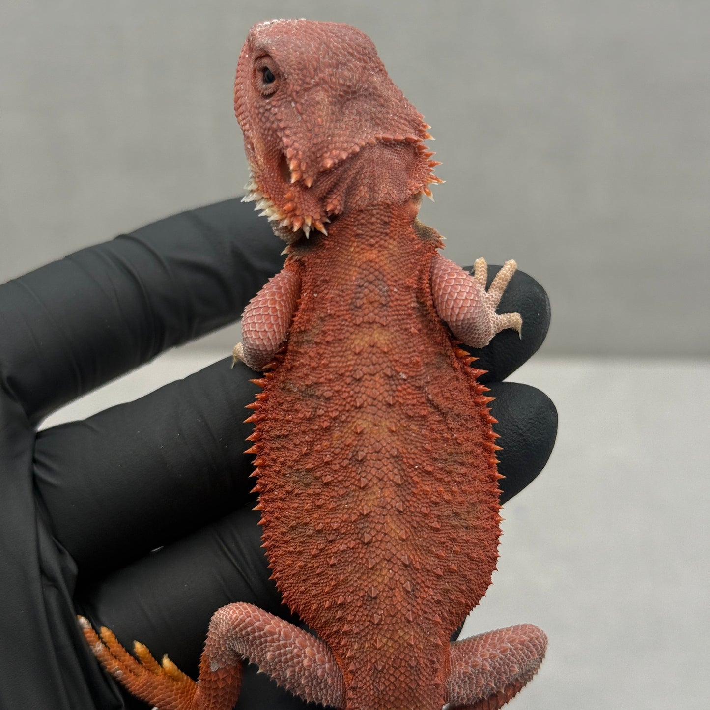 Hypo Trans Bearded Dragon 646