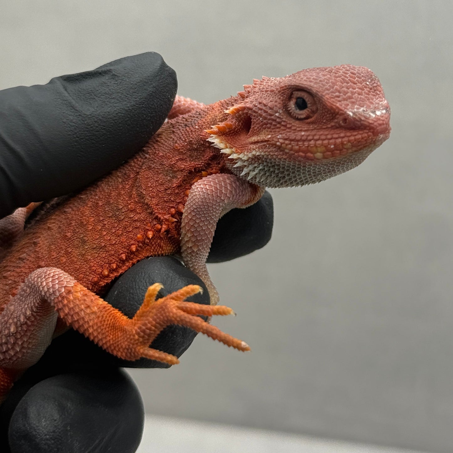 Hypo Trans Bearded Dragon 646
