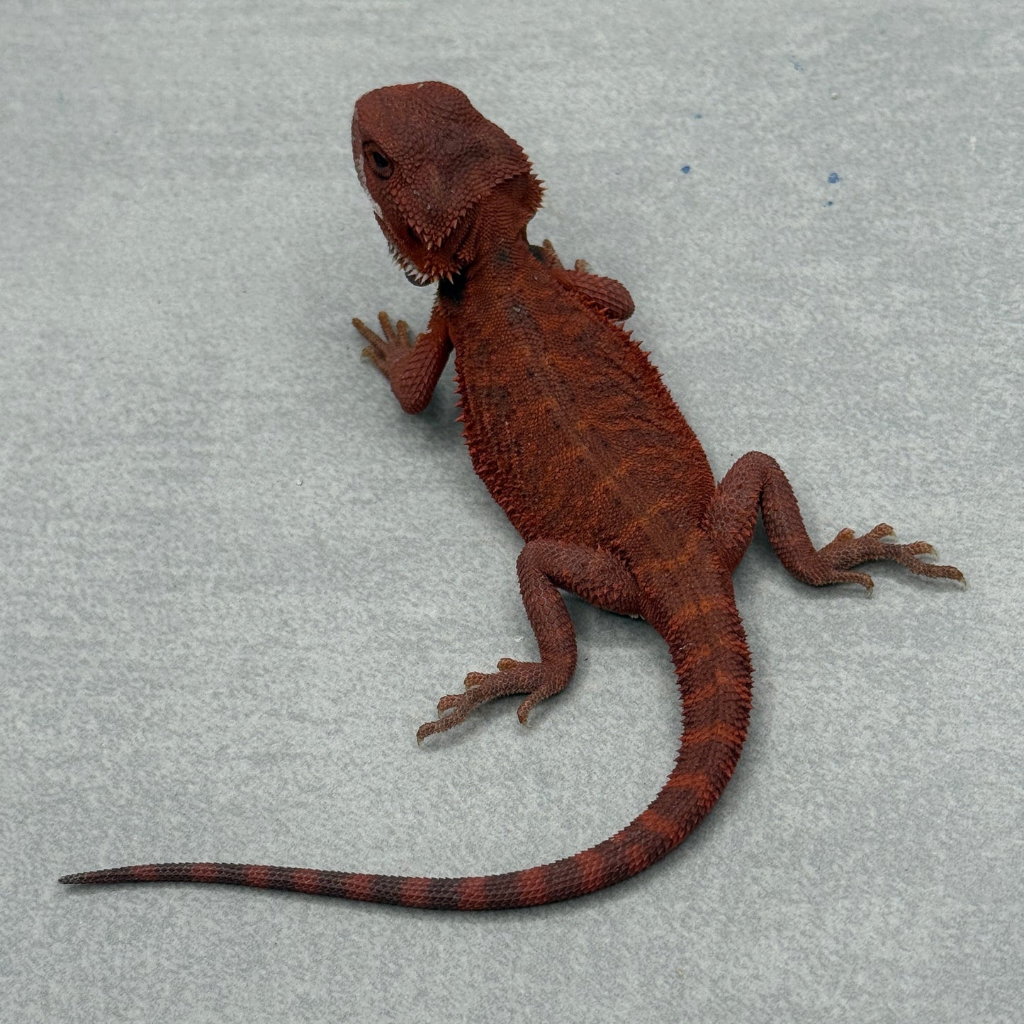 VIBRANT RED Hypo Trans Bearded Dragon 647