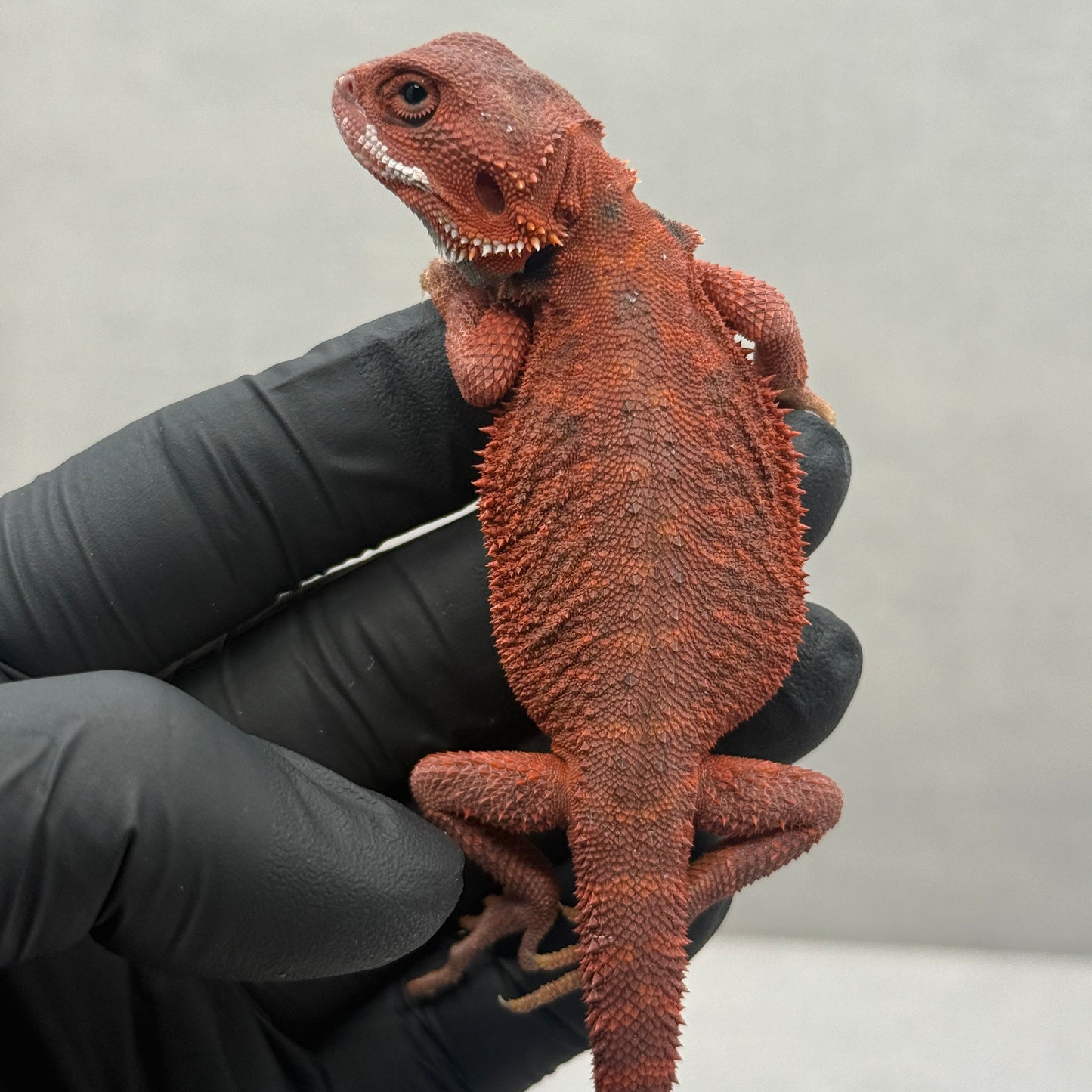 VIBRANT RED Hypo Trans Bearded Dragon 647