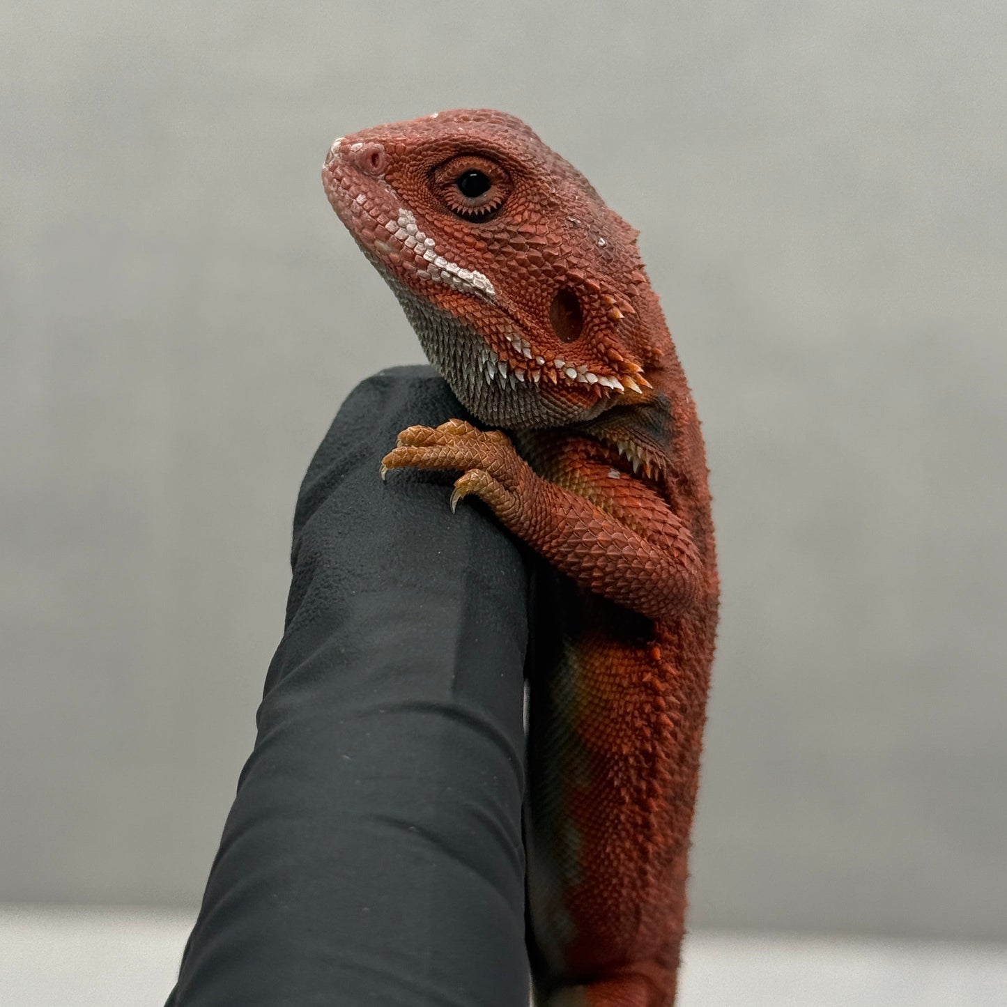 VIBRANT RED Hypo Trans Bearded Dragon 647