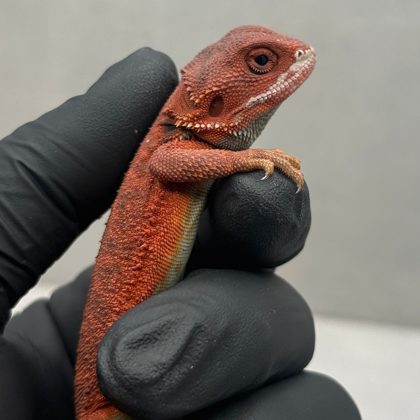 VIBRANT RED Hypo Trans Bearded Dragon 647