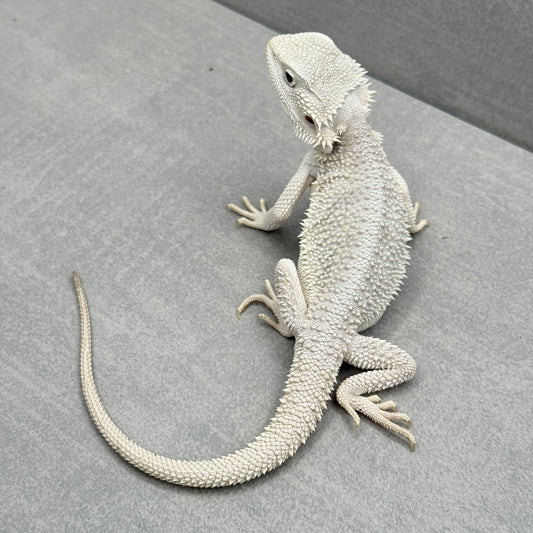 Hypo Zero Bearded Dragon 310