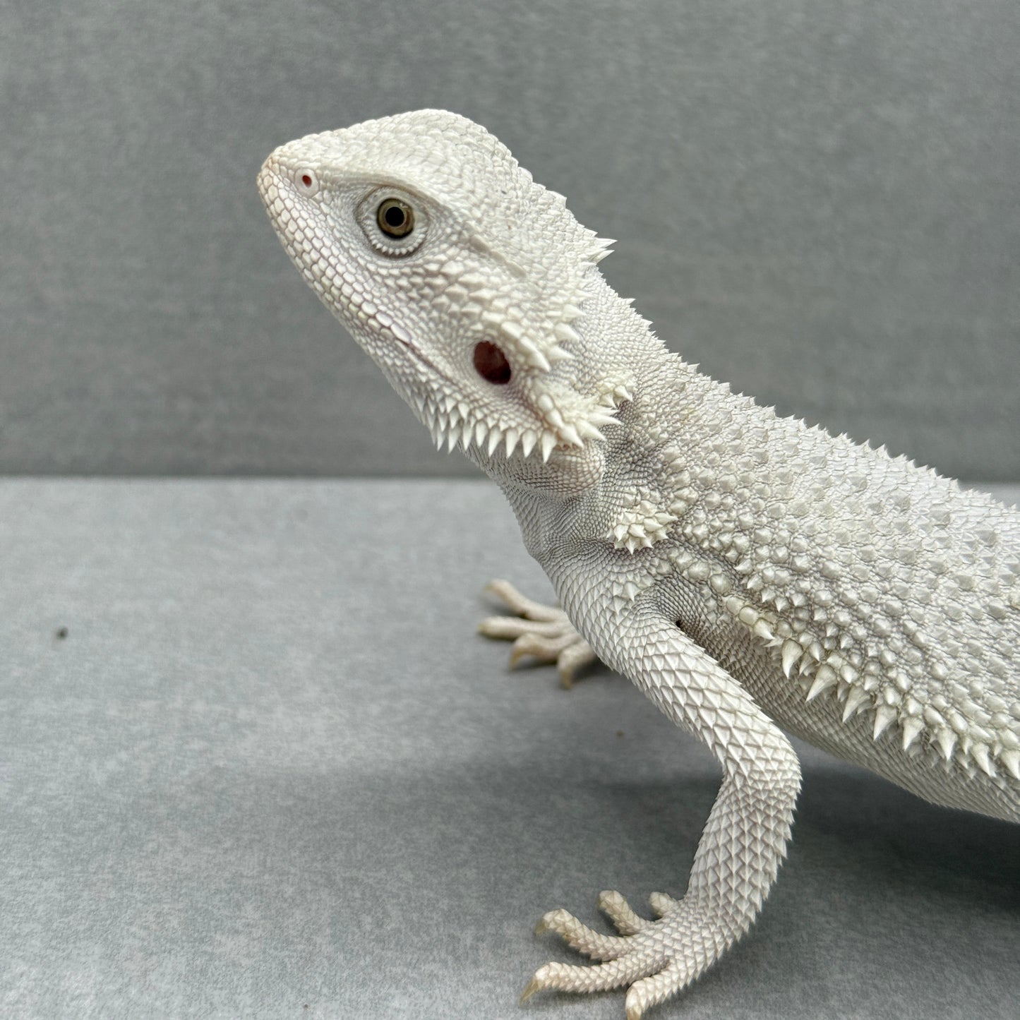 Hypo Zero Bearded Dragon 310