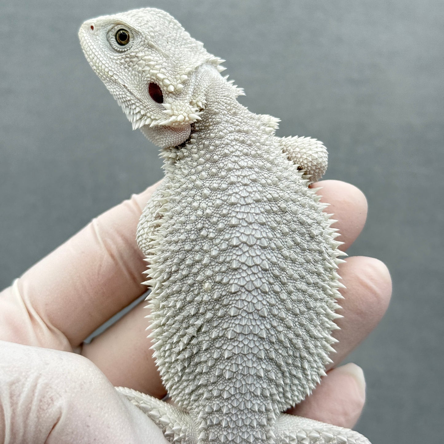 Hypo Zero Bearded Dragon 310