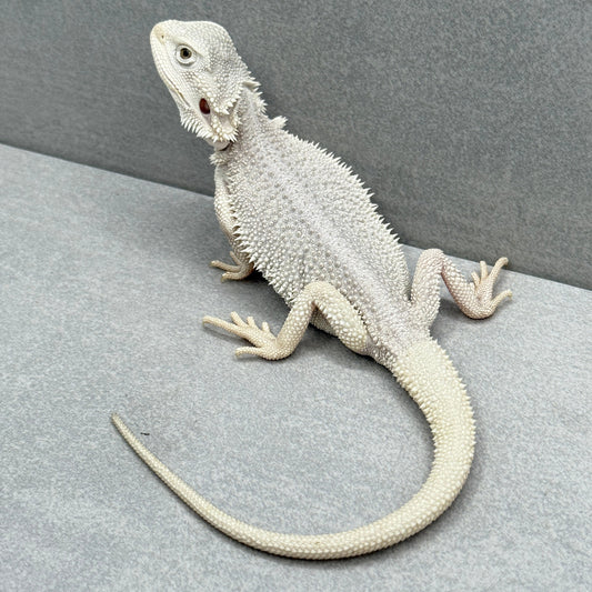 Hypo Zero Bearded Dragon 311