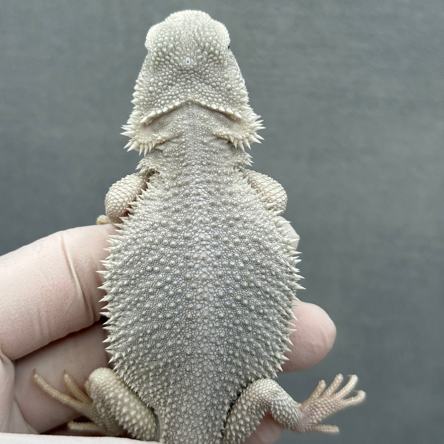 Hypo Zero Bearded Dragon 311