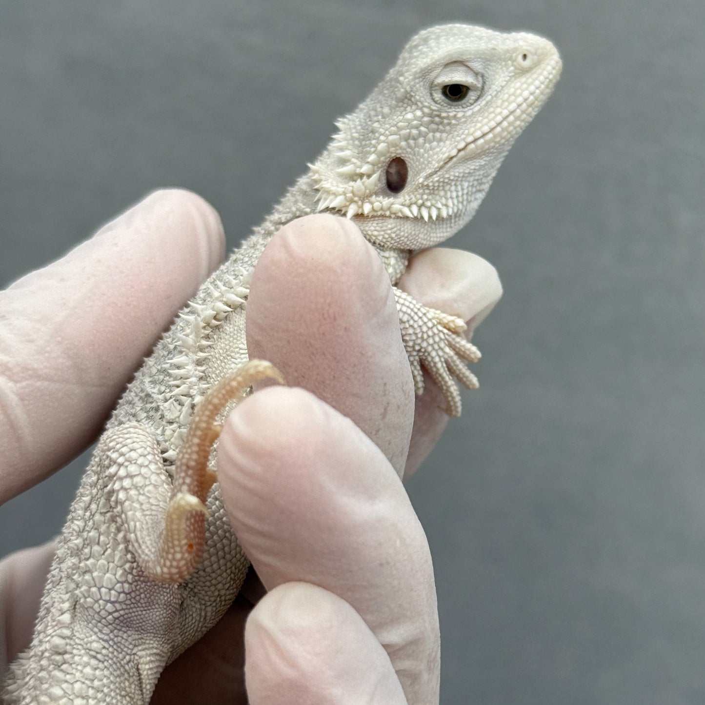 Hypo Zero Bearded Dragon 311