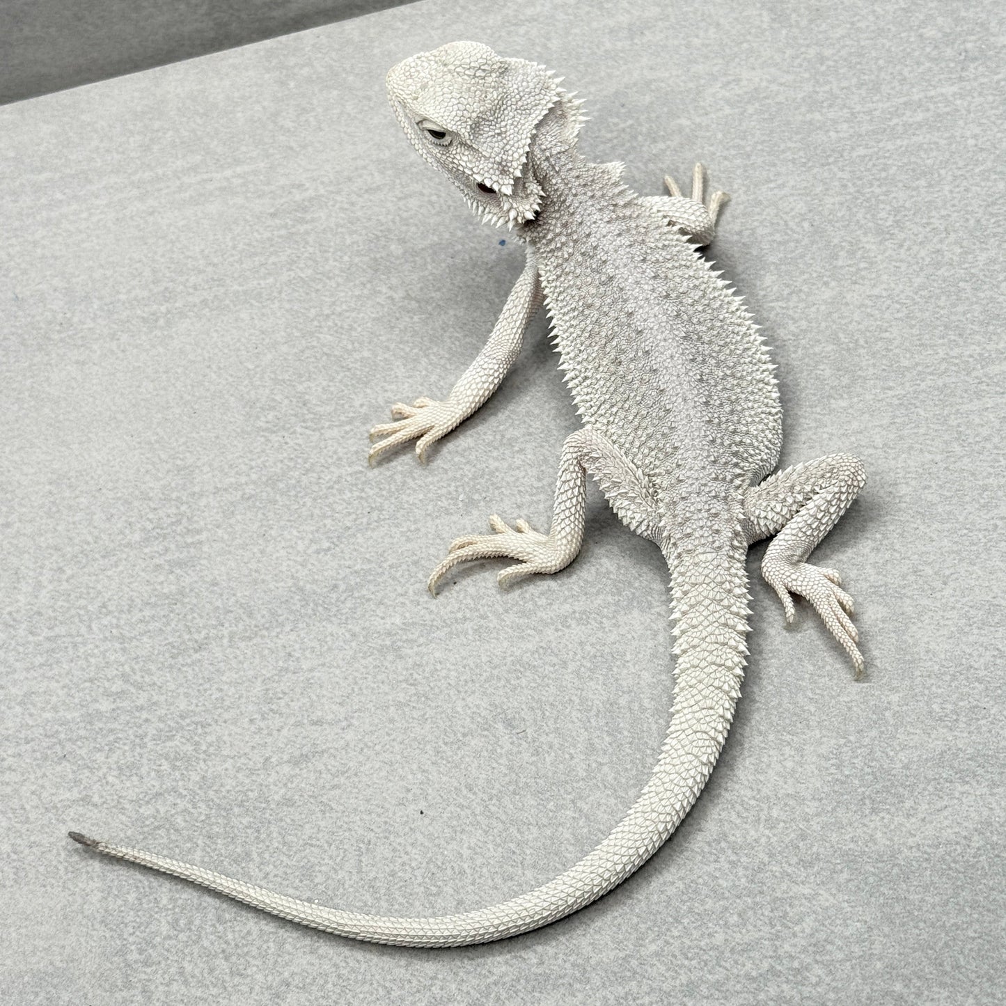 Hypo Zero Bearded Dragon 750