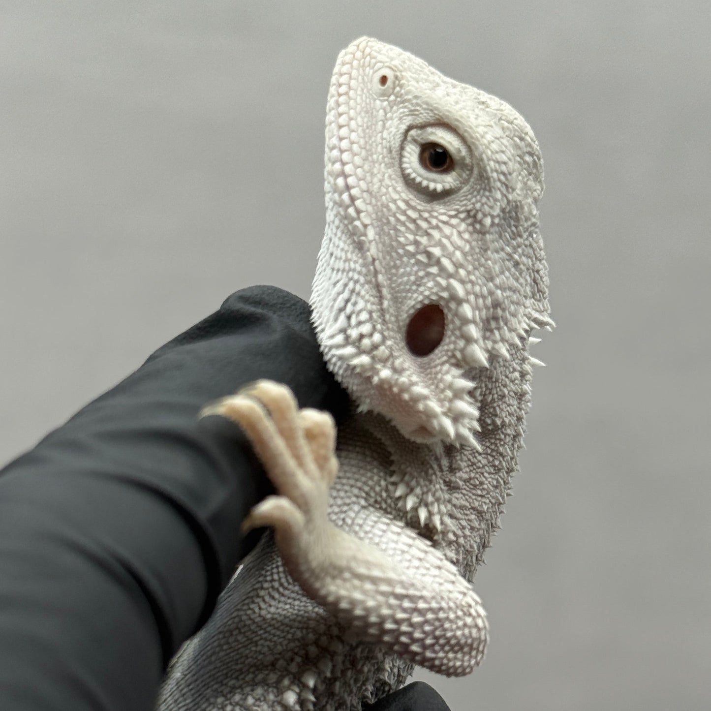 Hypo Zero Bearded Dragon 750
