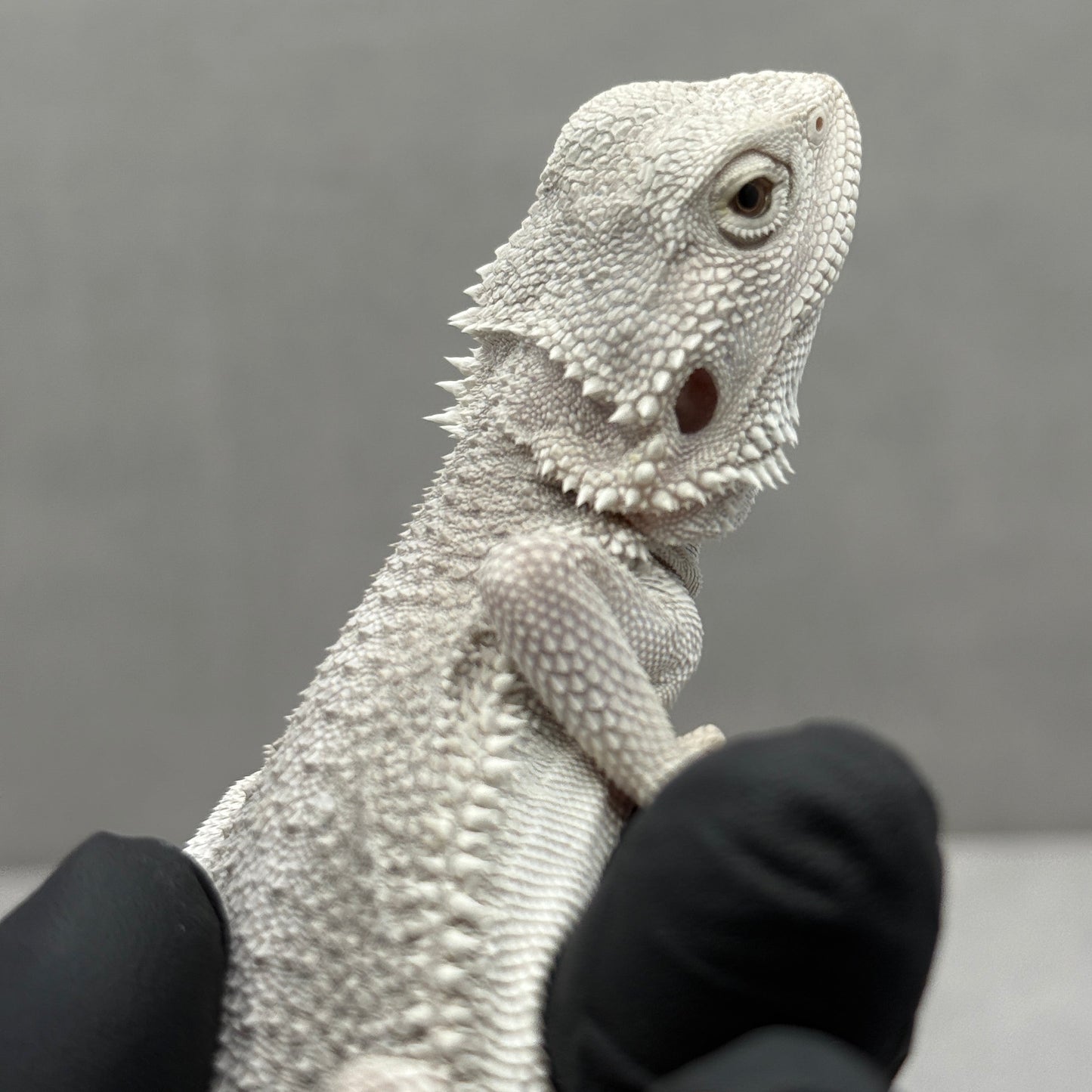 Hypo Zero Bearded Dragon 750