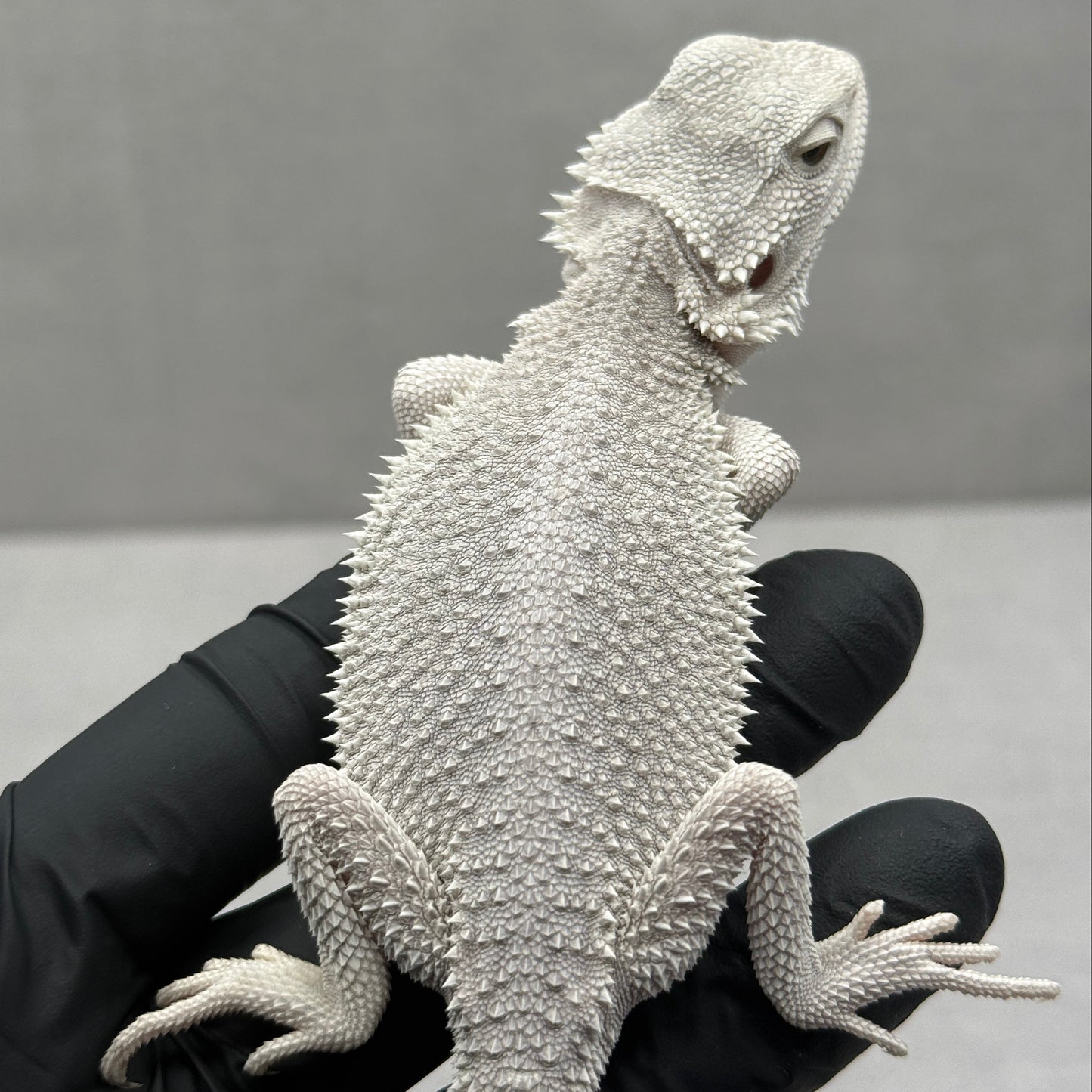 Hypo Zero Bearded Dragon 750