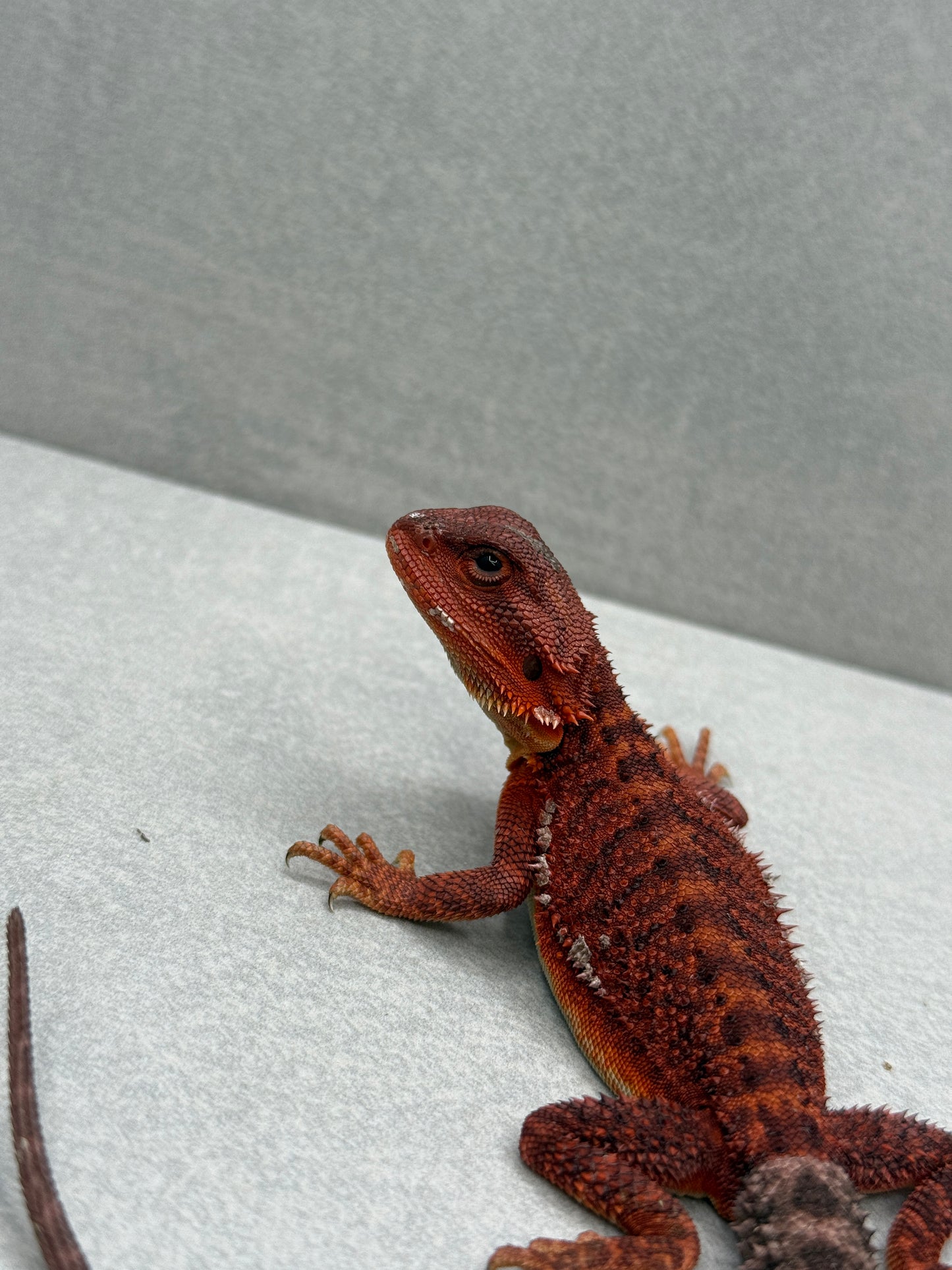 Trans Red Monster 312
