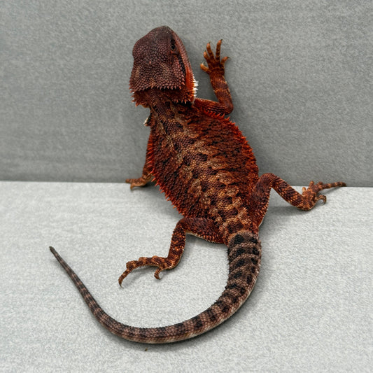 Red Monster 313