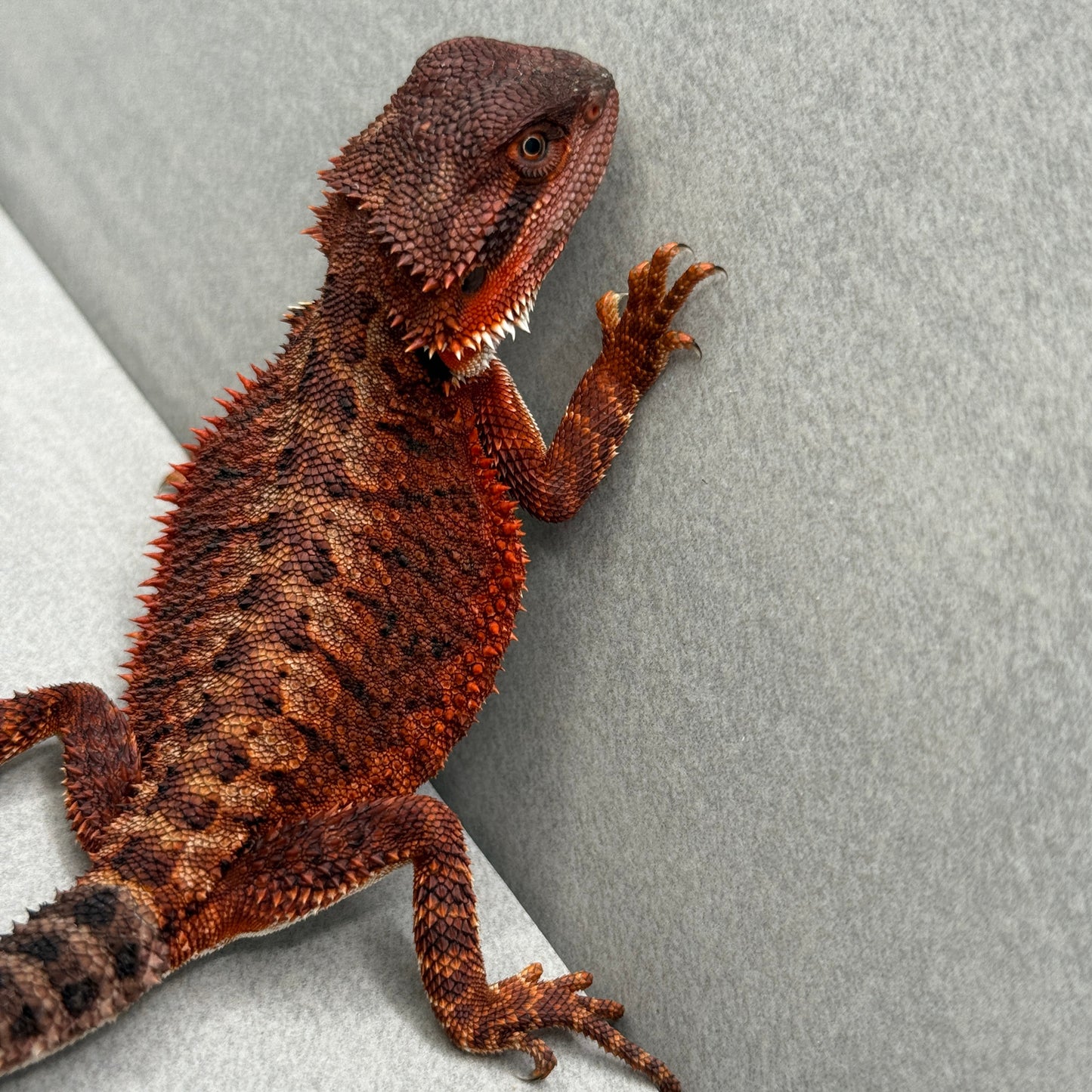 Red Monster 313