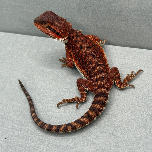 Red Monster tail nip 314