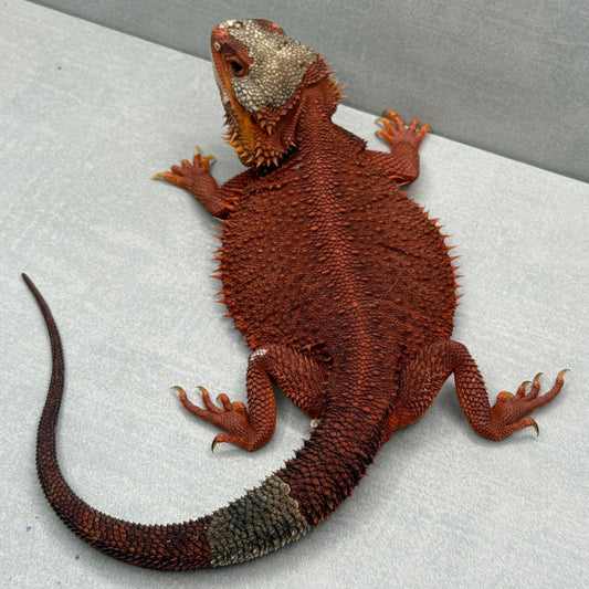 Adult Trans Red Monster Bearded Dragon 315