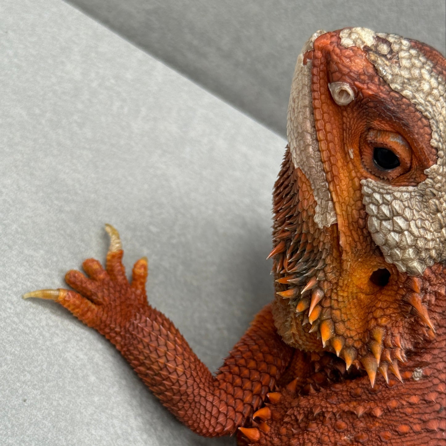 Adult Trans Red Monster Bearded Dragon 315