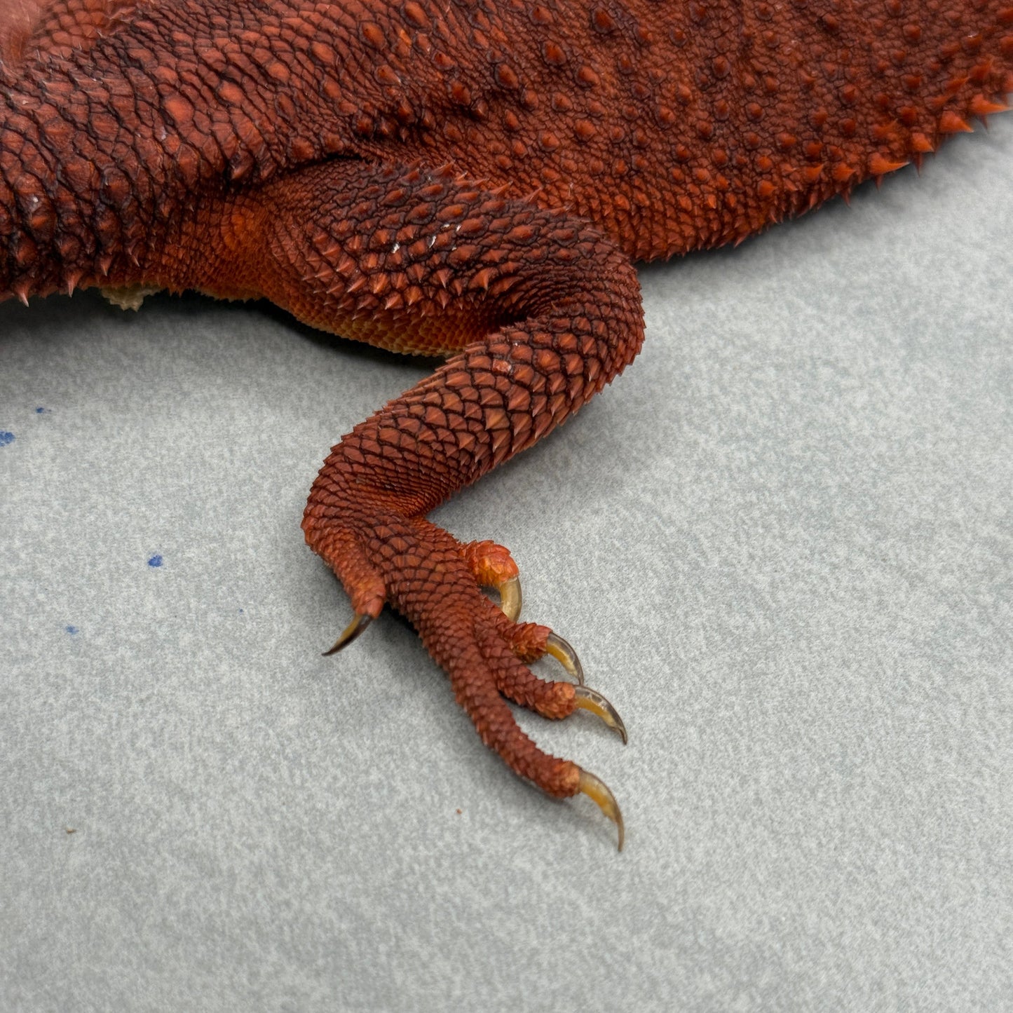 Adult Trans Red Monster Bearded Dragon 315