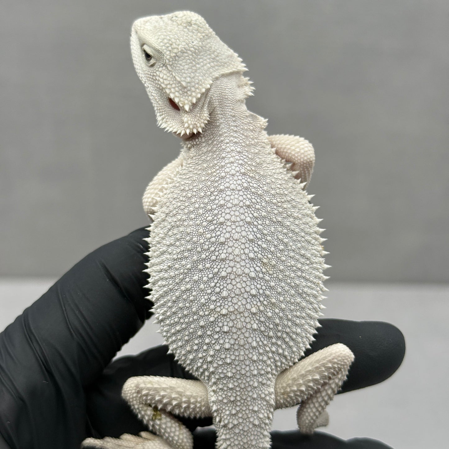 Hypo Zero Bearded Dragon 720