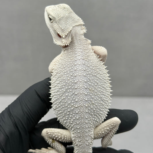 Hypo Zero Bearded Dragon 720