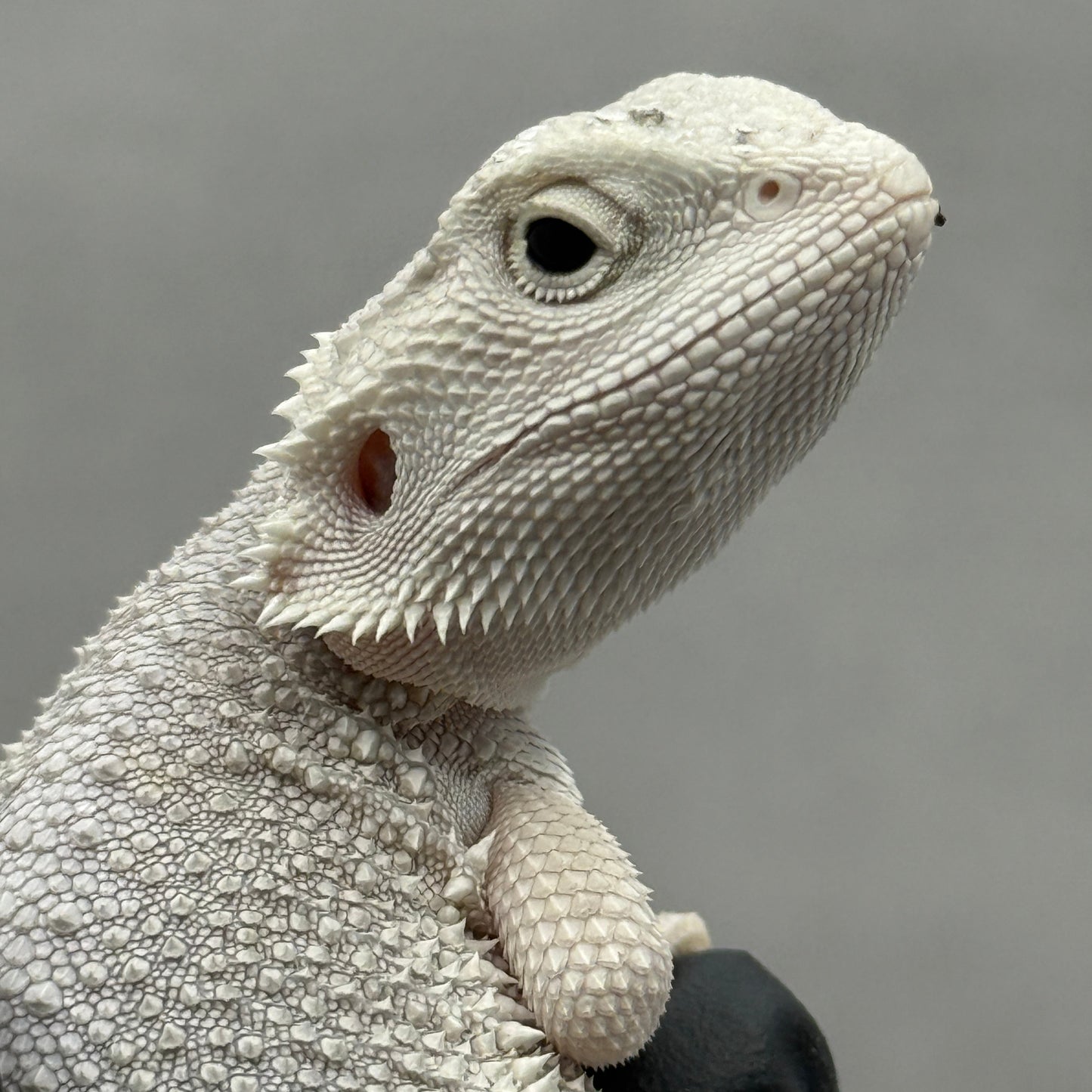 Hypo Zero Bearded Dragon 720