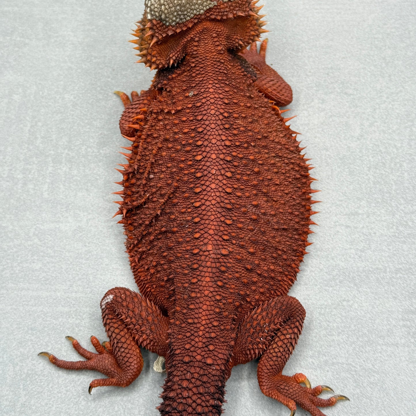 Adult Trans Red Monster Bearded Dragon 315