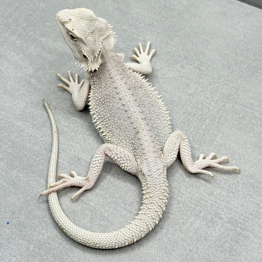 Hypo Zero Bearded Dragon 316
