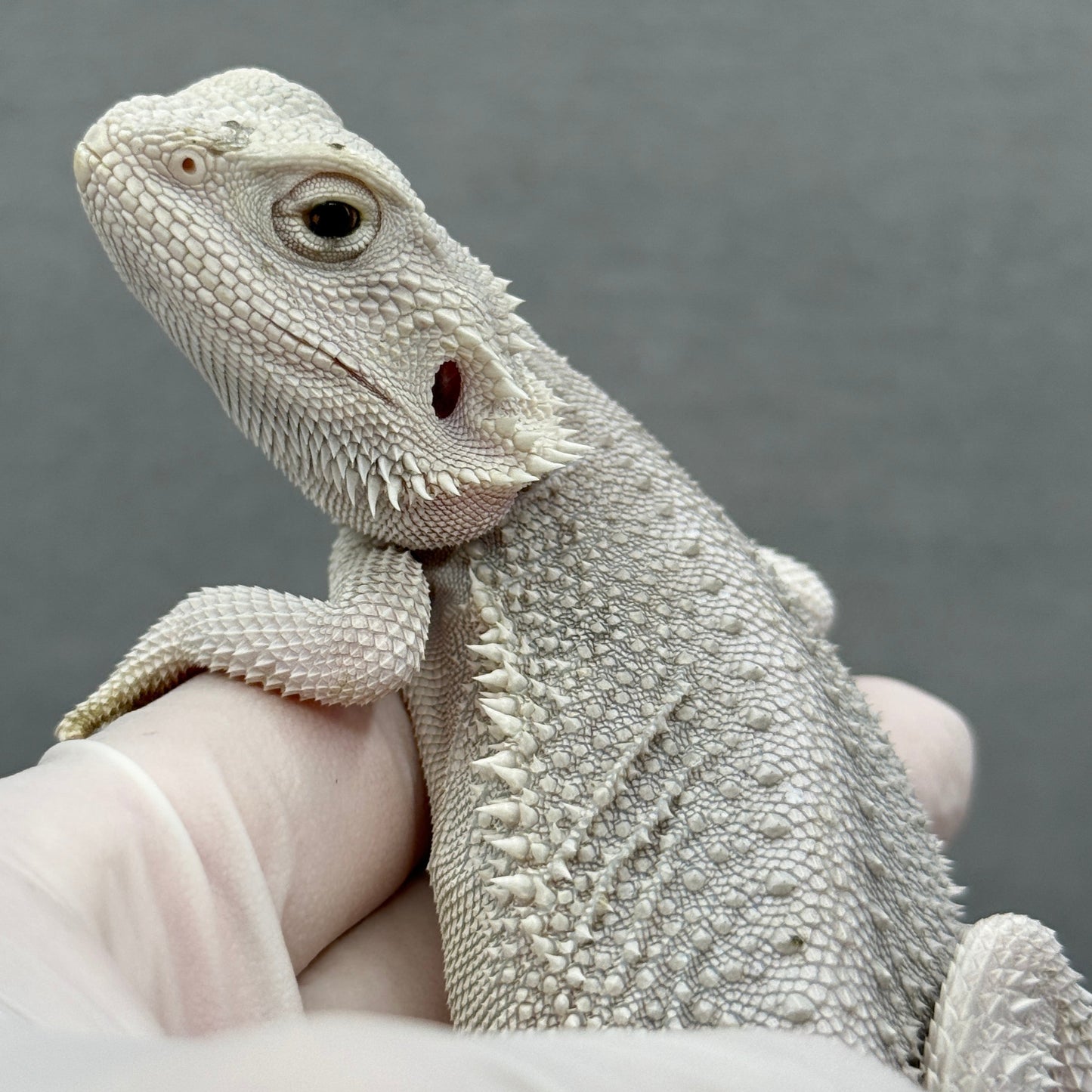 Hypo Zero Bearded Dragon 316