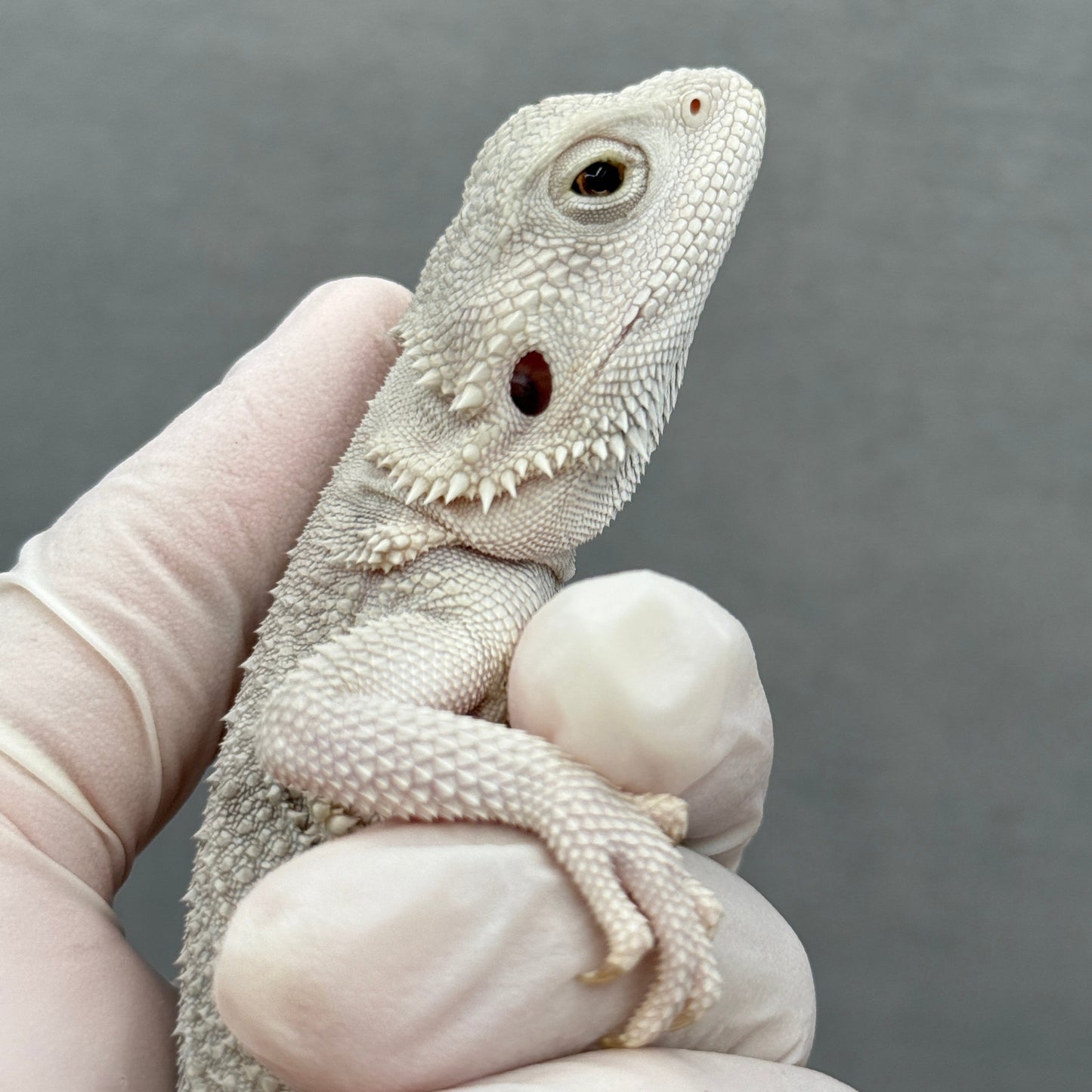 Hypo Zero Bearded Dragon 316
