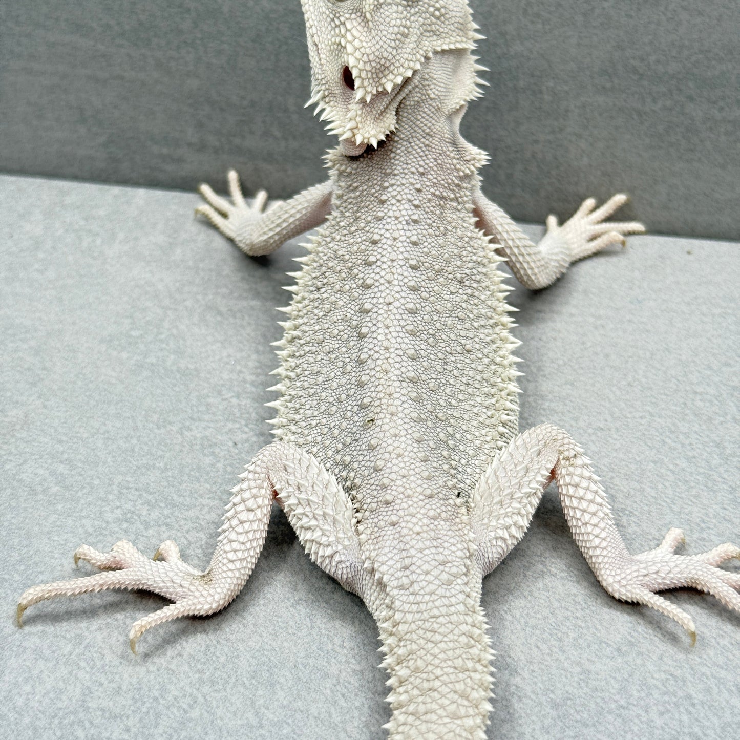 Hypo Zero Bearded Dragon 316