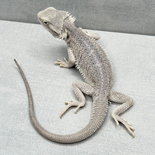Hypo Zero Bearded Dragon 317