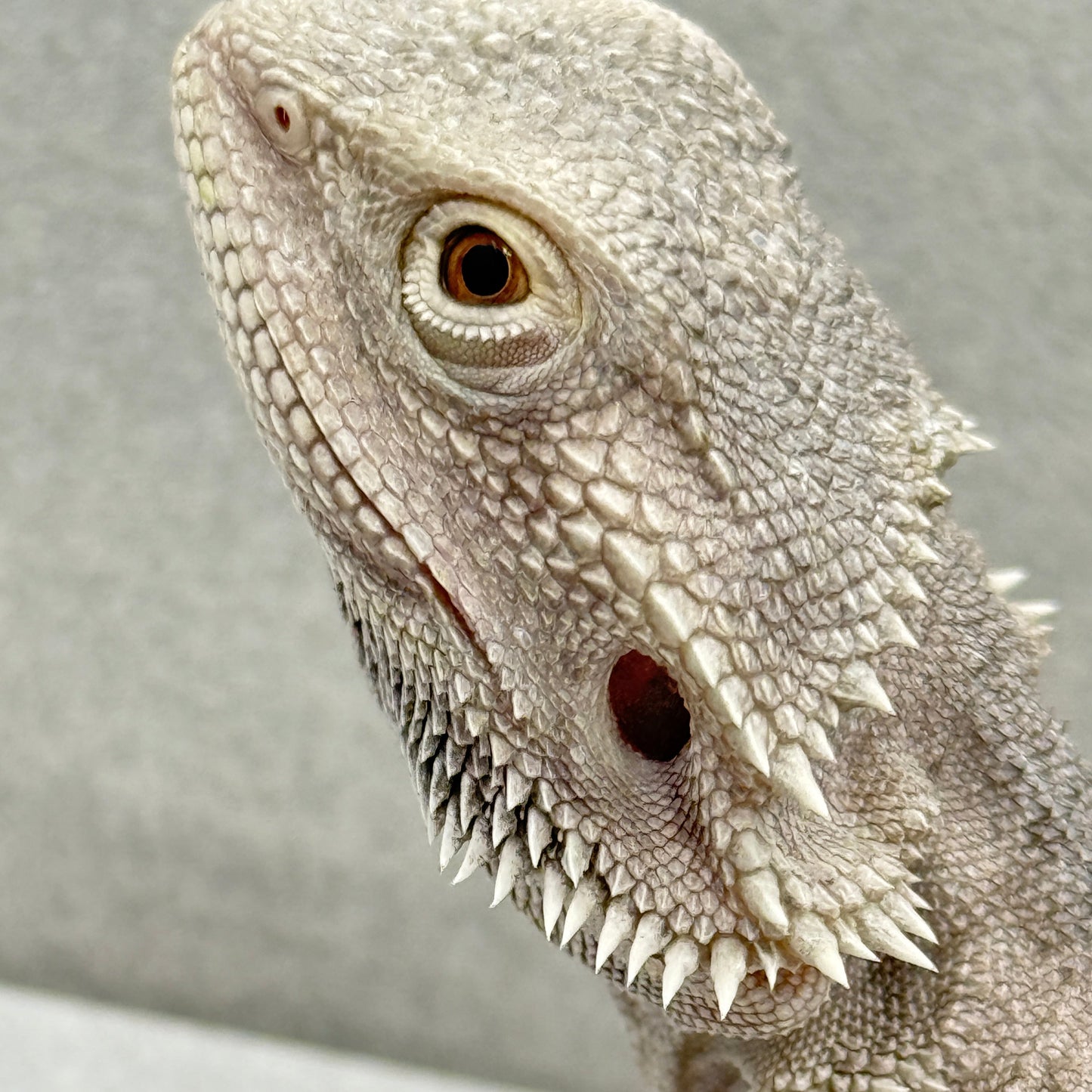 Hypo Zero Bearded Dragon 317