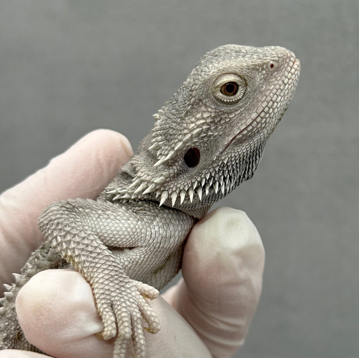Hypo Zero Bearded Dragon 317