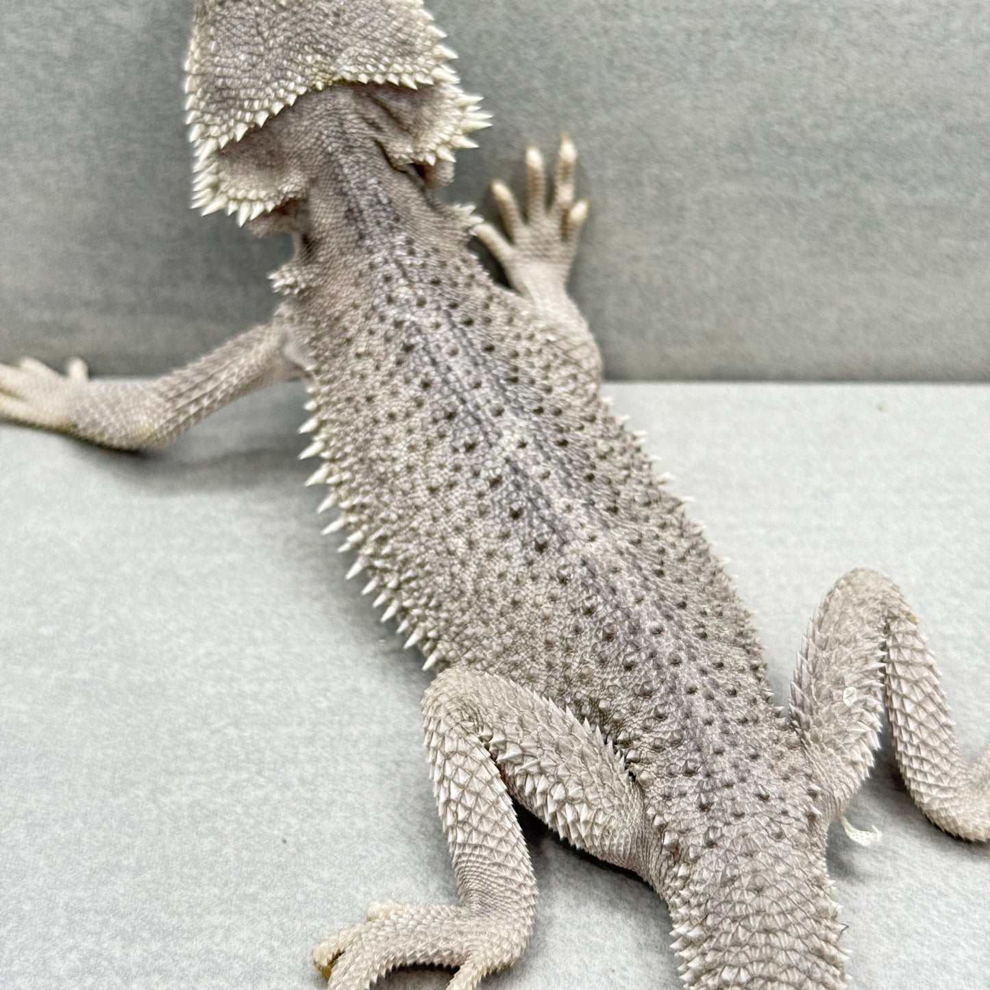 Hypo Zero Bearded Dragon 317