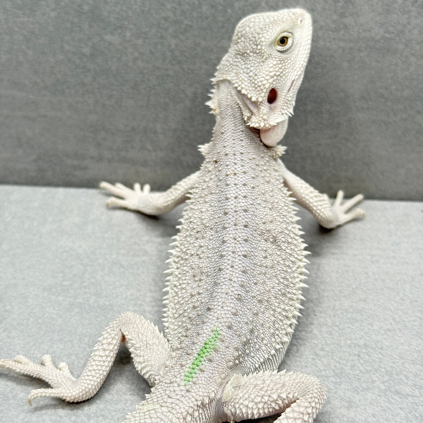 Hypo Zero Bearded Dragon 318