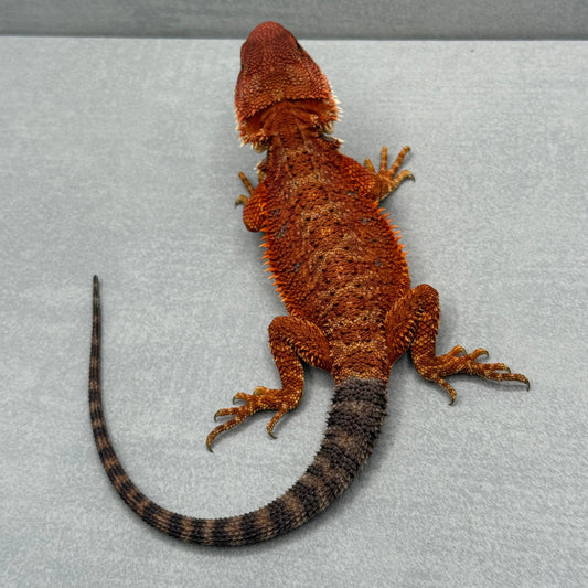 Red Monster Bearded Dragon 319