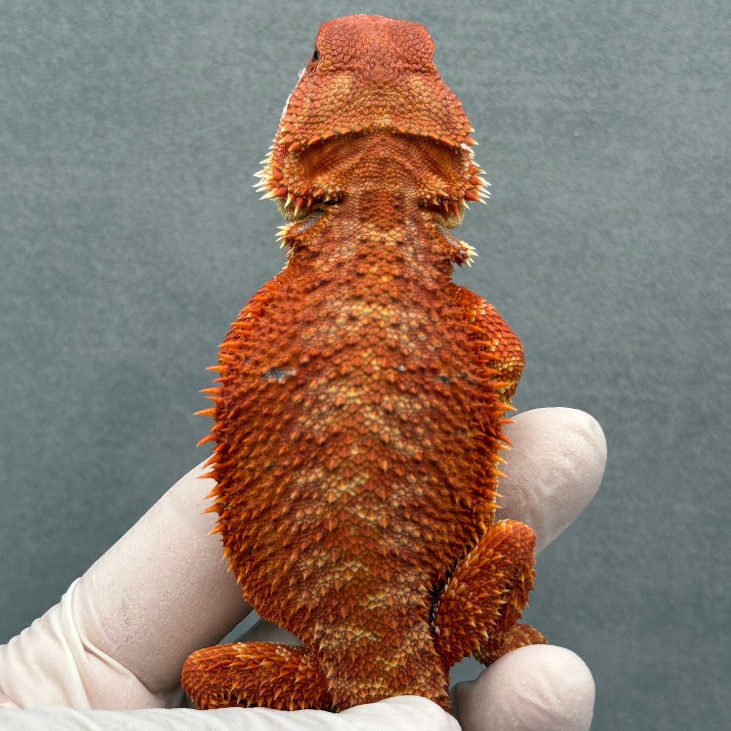 Hypo Red Monster Bearded Dragon 321