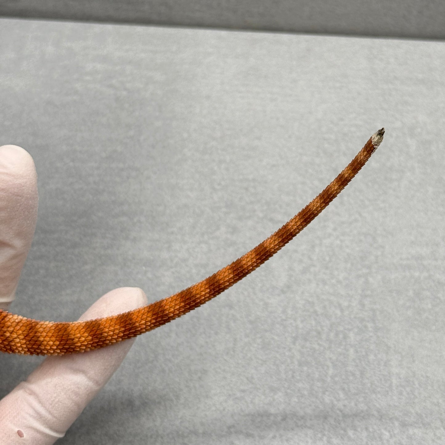 Hypo Red Monster Bearded Dragon 321