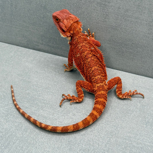 Red Monster Bearded Dragon 323
