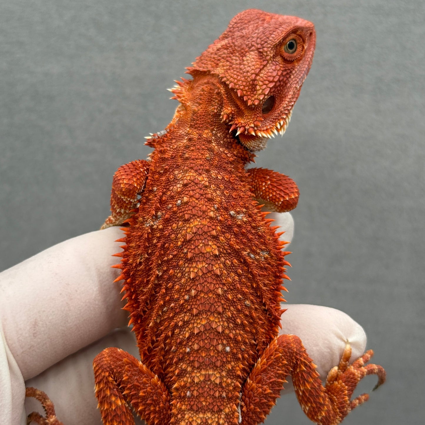 Red Monster Bearded Dragon 323