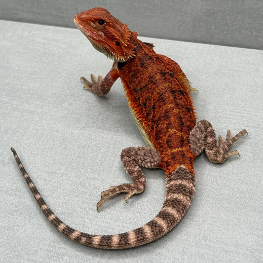 Red Trans Bearded Dragon 324