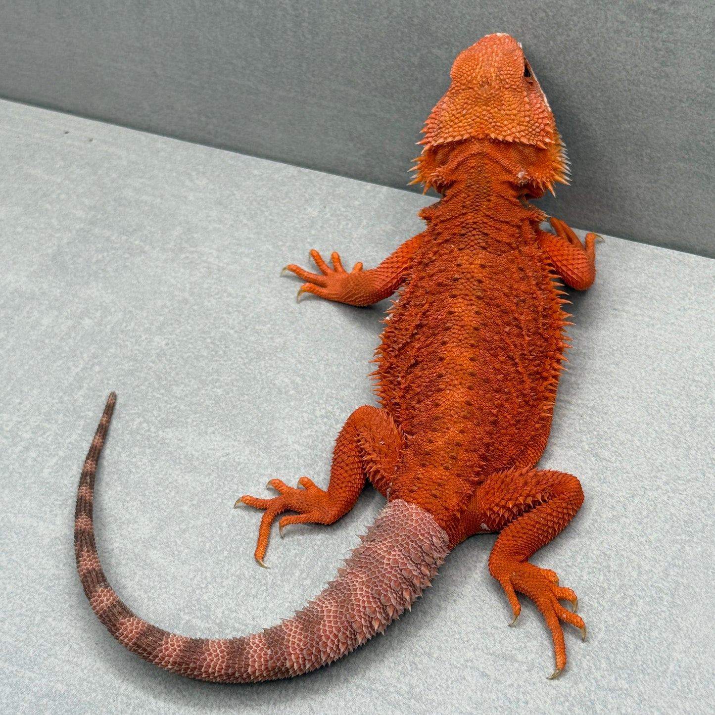 Hypo 75% Red Monster 325