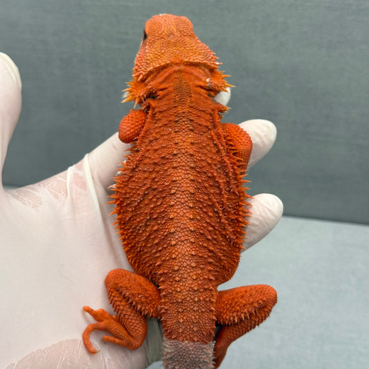 Hypo 75% Red Monster 325