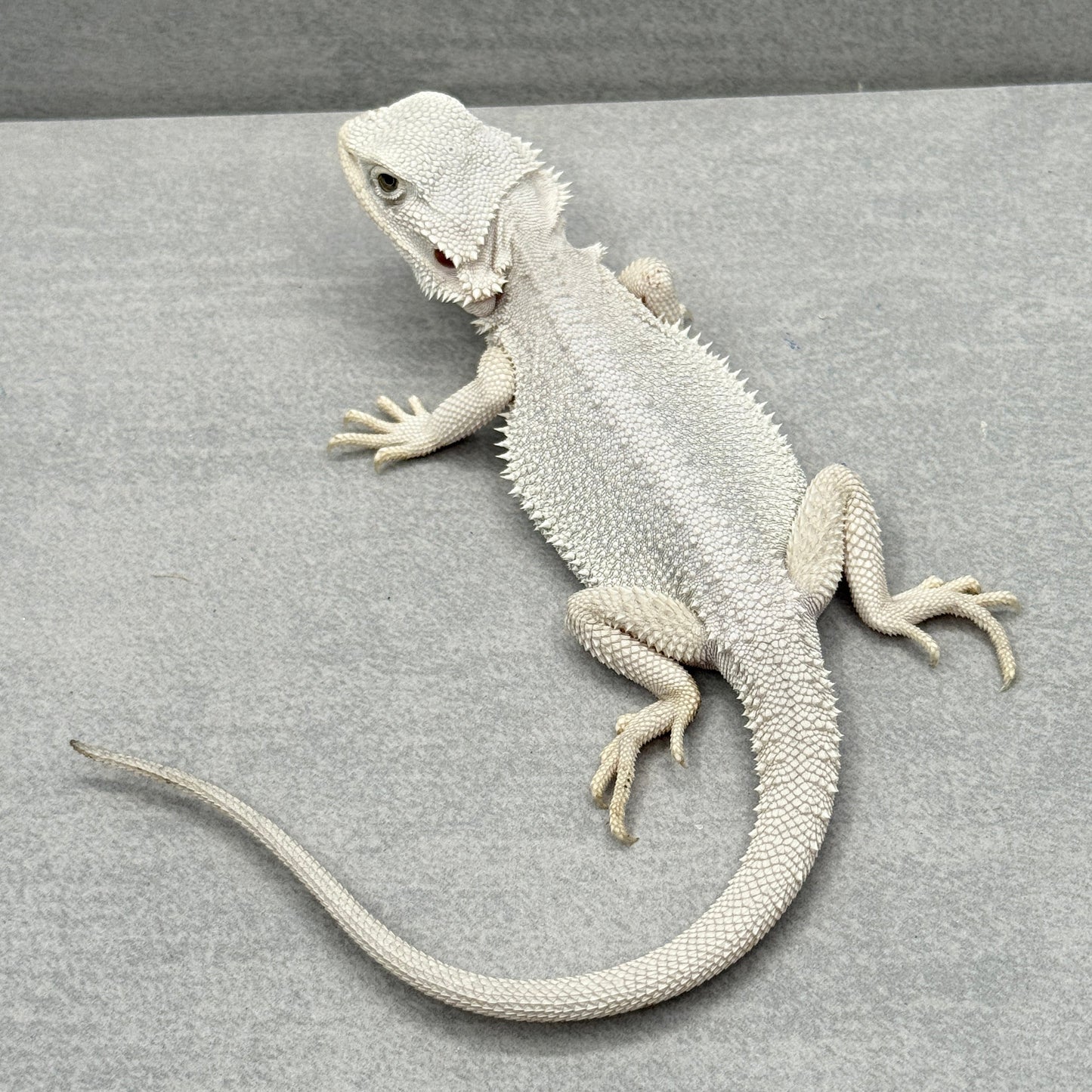 Hypo Zero Bearded Dragon 755