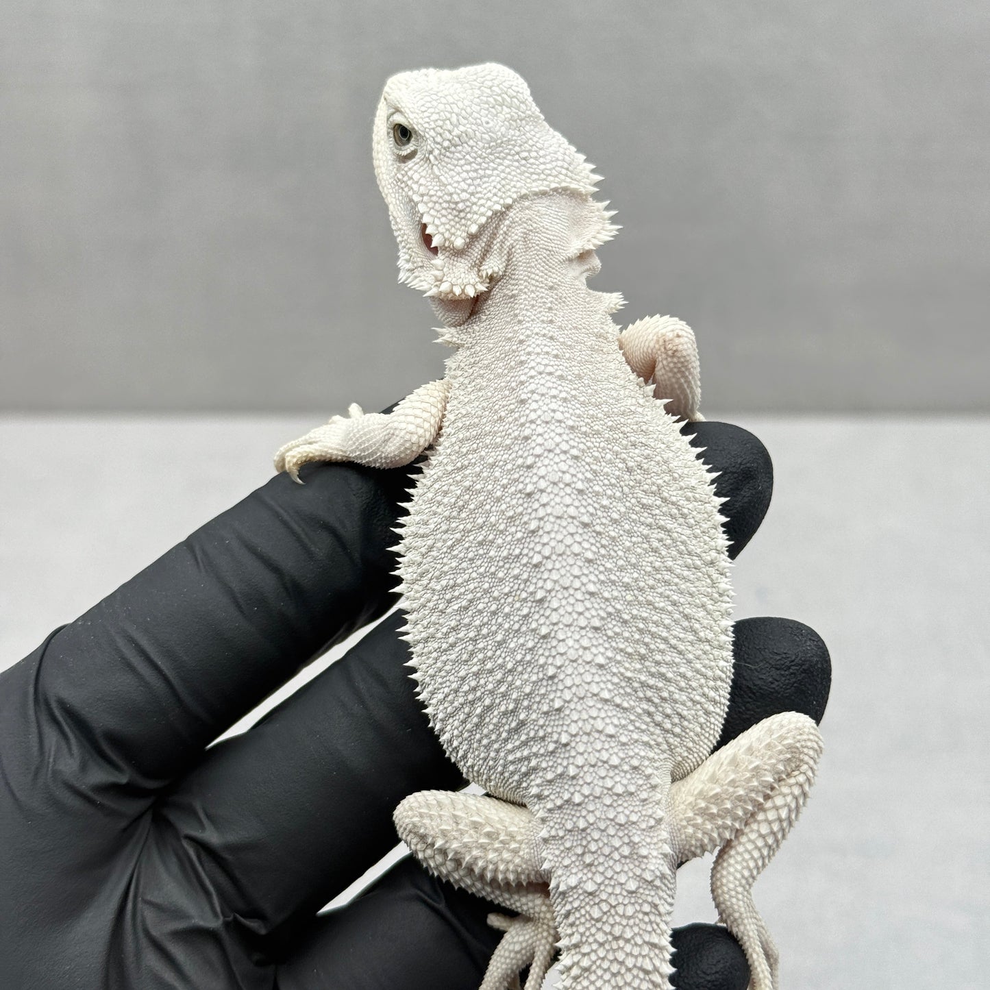 Hypo Zero Bearded Dragon 755