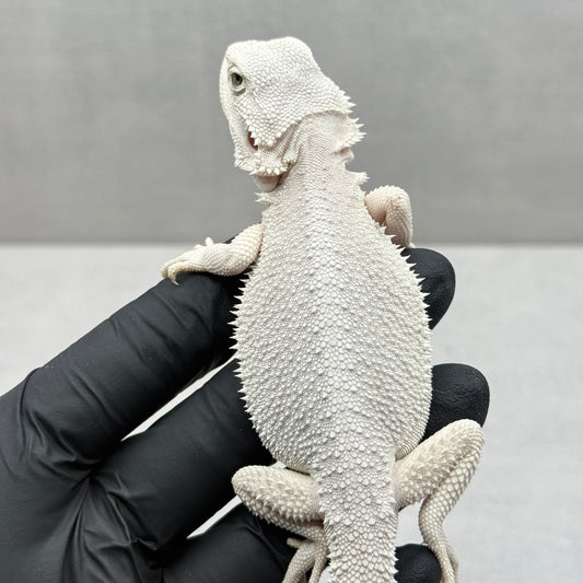 Hypo Zero Bearded Dragon 755