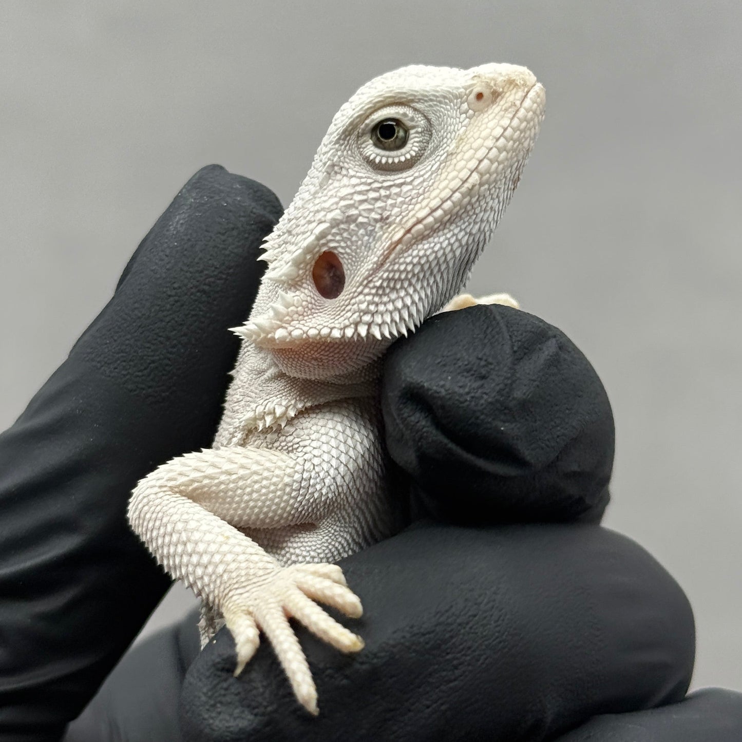 Hypo Zero Bearded Dragon 755